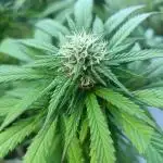 Apricot Oreoz Outdoor