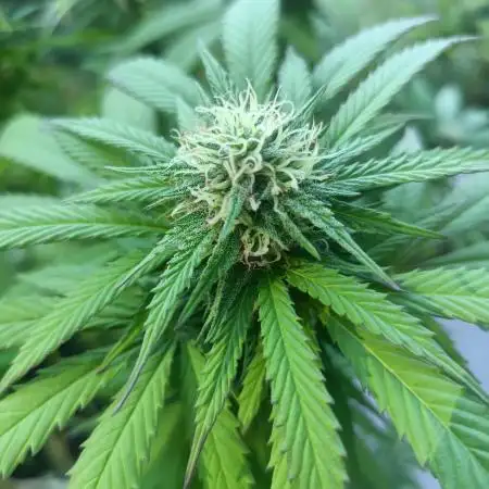 Apricot Oreoz Outdoor