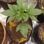 Tropicana Cookies Purple Auto