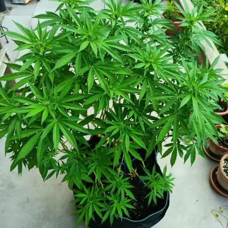Apricot Oreoz Outdoor