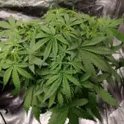 Kush Auto DWC Indoor