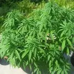 Apricot Oreoz Outdoor