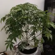 Strawberry Haze Auto DWC Indoor