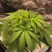 Kush Auto DWC Indoor
