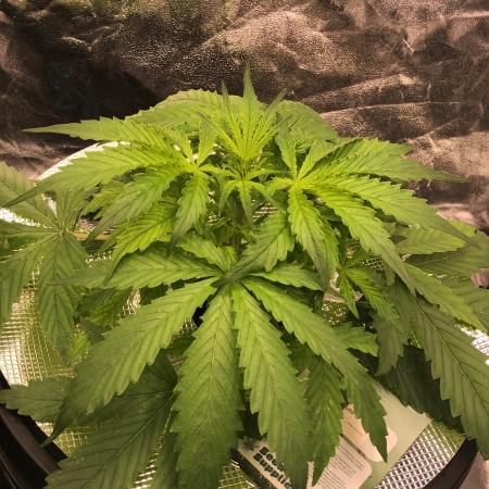 Kush Auto DWC Indoor