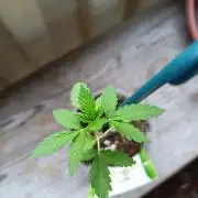 Swiss Skunk Auto Outdoor