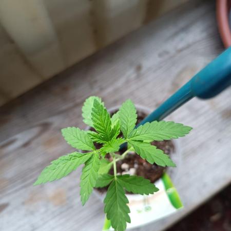 Swiss Skunk Auto Outdoor