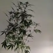Cherry 7Up Auto DWC Indoor