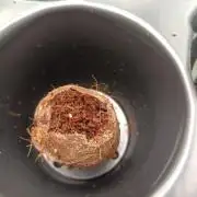 Cherry 7Up Auto DWC Indoor