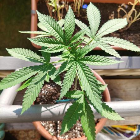 Swiss Skunk Auto Outdoor