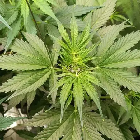Lemon Zkittlez Auto