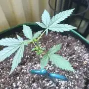 Northern Lights Outdoor