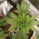 Lemon Zkittlez Auto