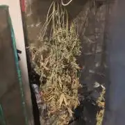 Strawberry Haze Auto DWC Indoor