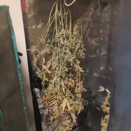 Strawberry Haze Auto DWC Indoor