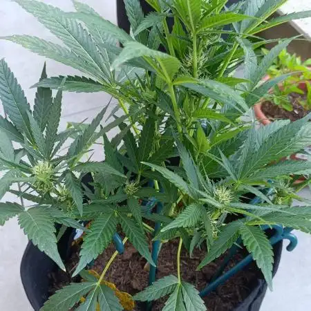 Rucu Cucu OG Auto