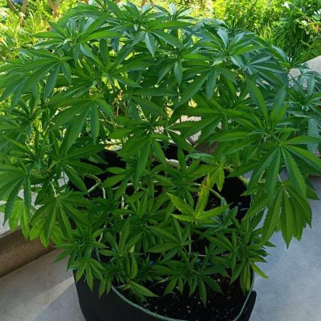 Apricot Oreoz Outdoor