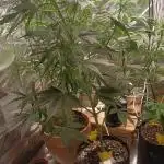 Skywalker Haze Auto