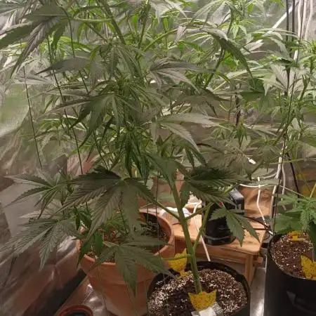 Skywalker Haze Auto