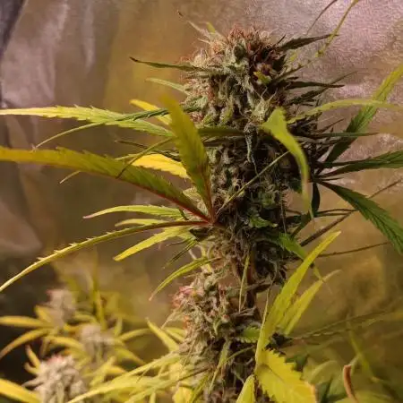 Lemon Zkittlez Auto