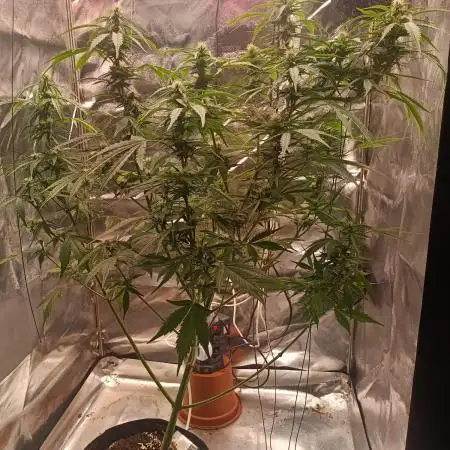 Skywalker Haze Auto