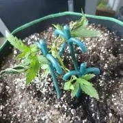 Northern Lights Outdoor