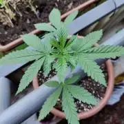 Swiss Skunk Auto Outdoor