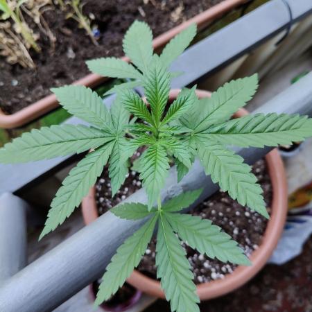 Swiss Skunk Auto Outdoor