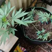 Northern Lights Outdoor