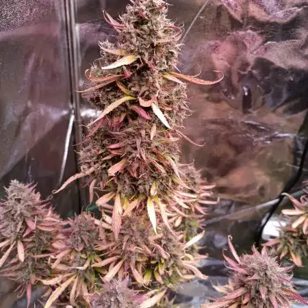 Gorilla Cookies Auto