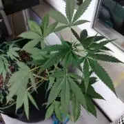 Northern Lights Outdoor