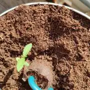 Blue Dream Outdoor