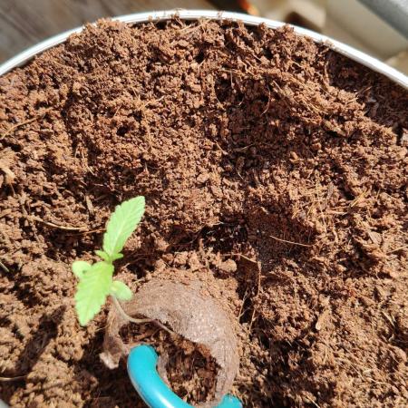 Blue Dream Outdoor
