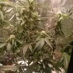 Double XL Forbidden Runtz Auto