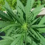 Jet Fuel Mandarine XL Auto