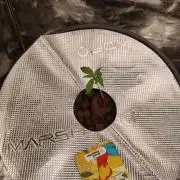 Super Lemon Haze Auto
