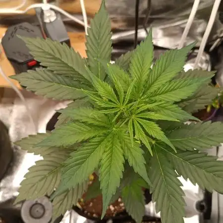 Skywalker Haze Auto