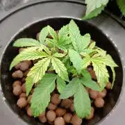 Cherry 7Up Auto DWC Indoor