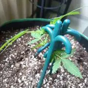Northern Lights Outdoor
