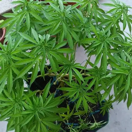 Apricot Oreoz Outdoor