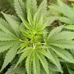 Tropicana Cookies Purple Auto