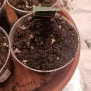 Blue Sunset Sherbert