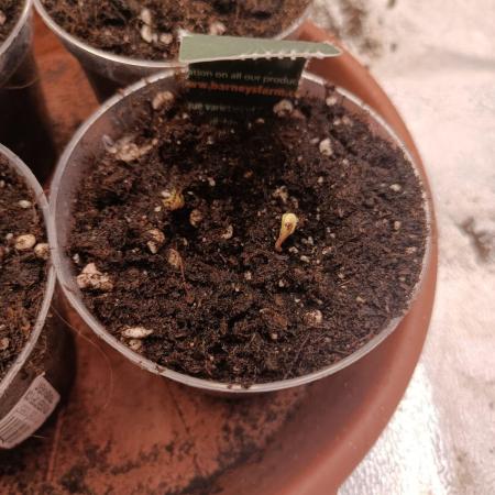 Blue Sunset Sherbert