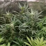 Apple Fritter Auto DWC Indoor