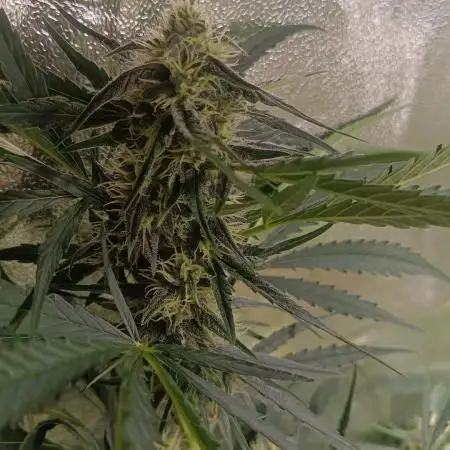 Tropicana Cookies Purple Auto