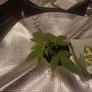Strawberry Haze Auto DWC Indoor