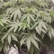 Kush Auto DWC Indoor