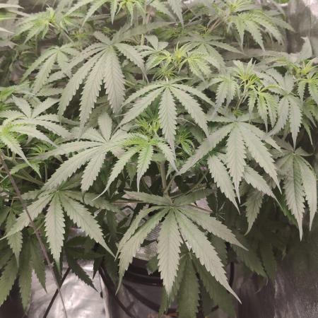 Kush Auto DWC Indoor