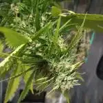 Jet Fuel Mandarine XL Auto