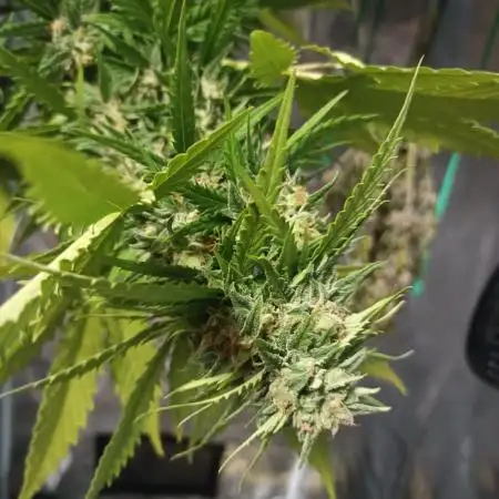 Jet Fuel Mandarine XL Auto